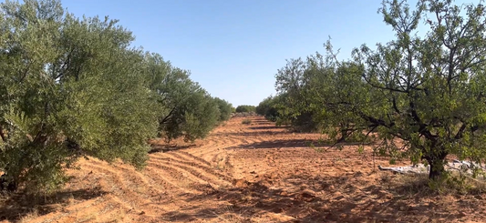 Discover our olive farm in Kairouan, Tunisia